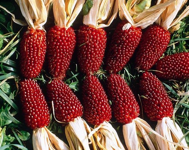 Giống[-]ngô[-]có[-]hình[-]dáng[-]giống[-]hệt[-]trái[-]dâu[-]tây